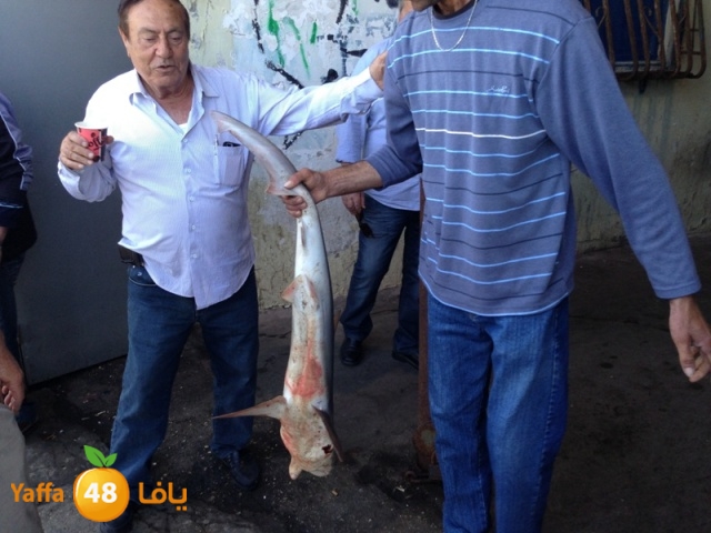 minashark328 (8).JPG